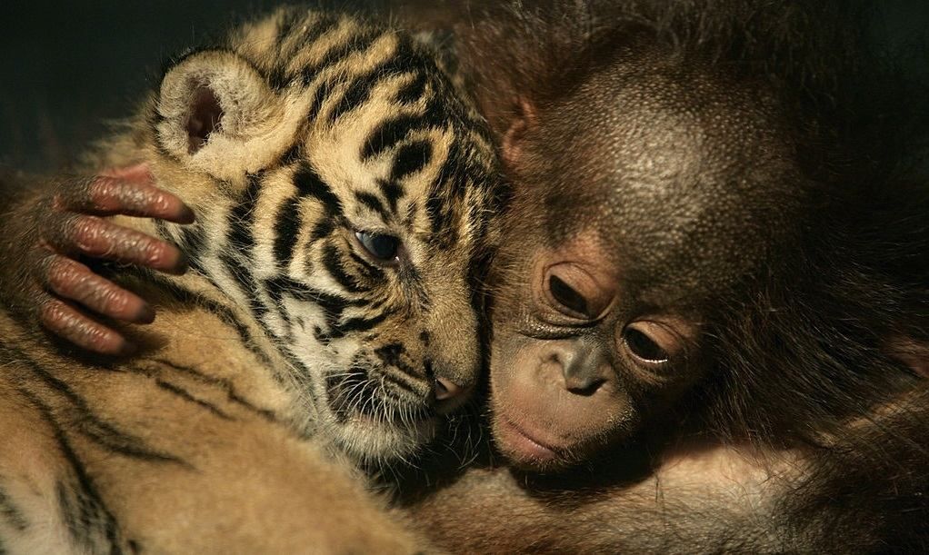 Страшные цифры: сколько животных уничтожила человеческая деятельность Страшные цифры: сколько животных уничтожила человеческая деятельность