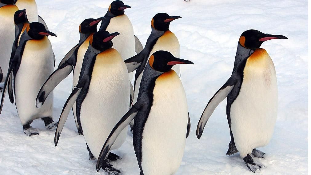 Для пінгвіна без пір'я пошили диво-костюм Для пінгвіна без пір'я пошили диво-костюм