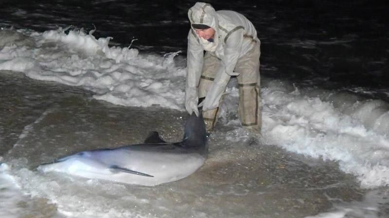 Спасатели помогли выжить дельфину, которого выбросило на берег