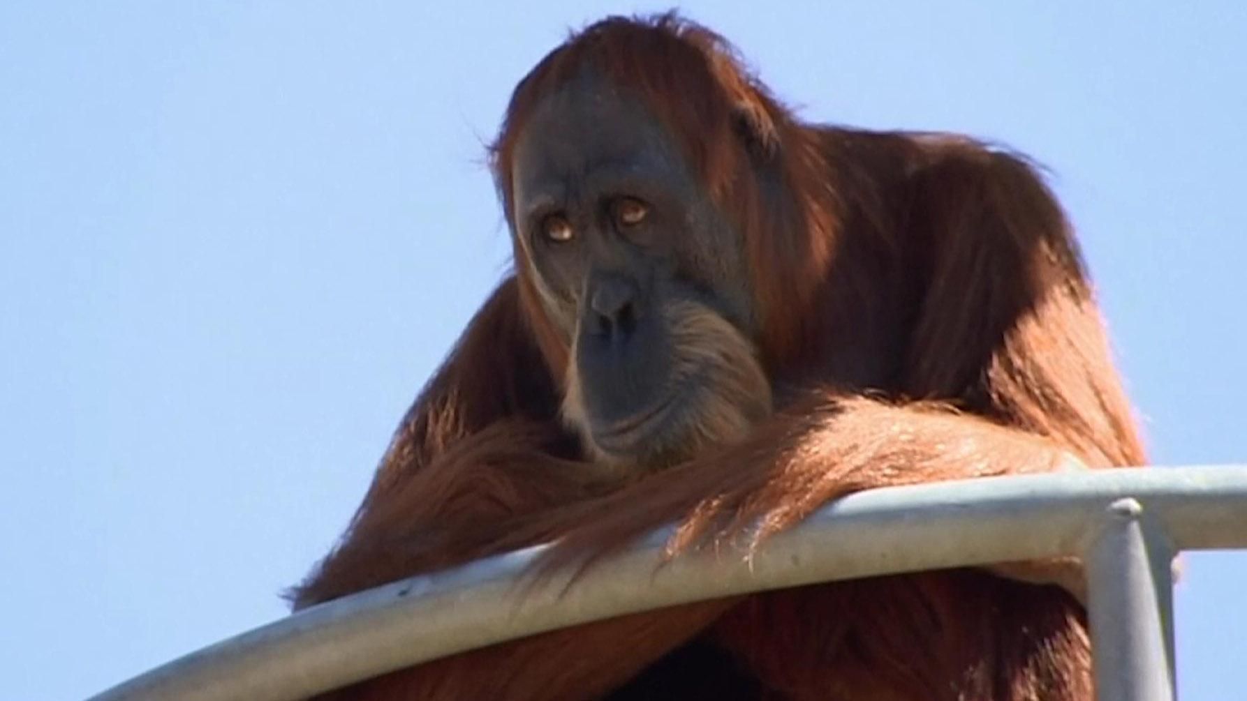 Найстаріша орангутанг-пенсіонерка відзначила поважний ювілей Найстаріша орангутанг-пенсіонерка відзначила поважний ювілей