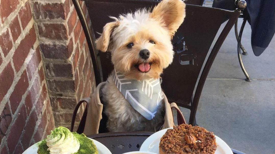 Чому безпритульний песик став справжньою зіркою Instagram Чому безпритульний песик став справжньою зіркою Instagram