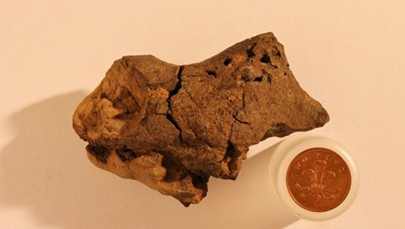 Вчені вперше знайшли зразок скам'янілого мозку динозавра
