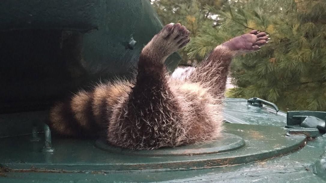 Енот-танкист прославился на весь мир Енот-танкист прославился на весь мир