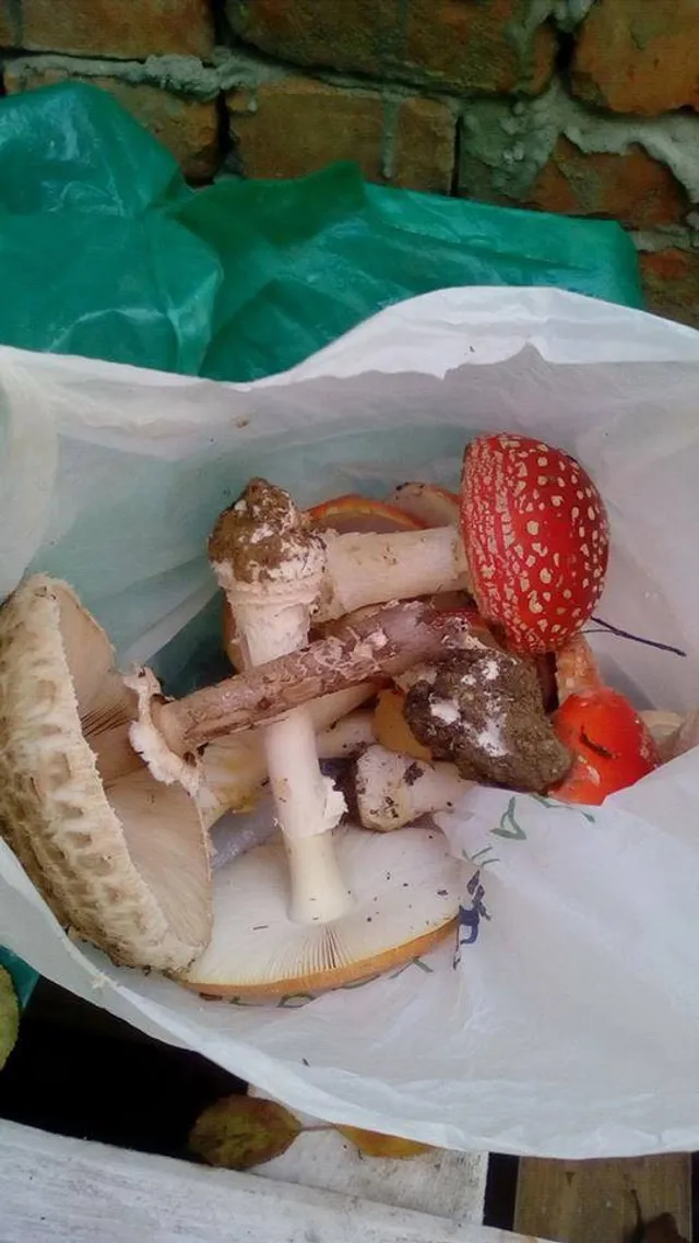 Ужгород, Хелловін, волонтери Ужгород, Хелловін, волонтери