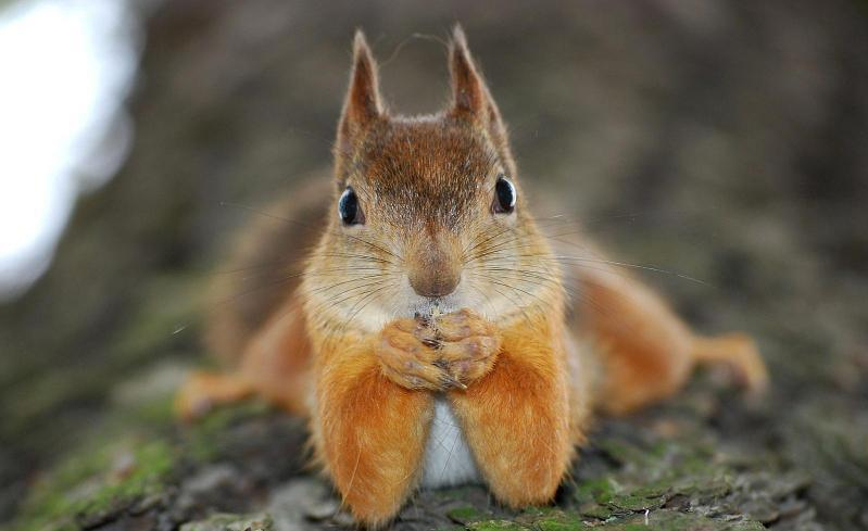 Бешеная белка напала на дом престарелых