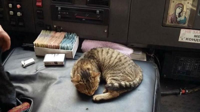 Котомаршрутка. Киевом курсирует интересный транспорт Котомаршрутка. Киевом курсирует интересный транспорт