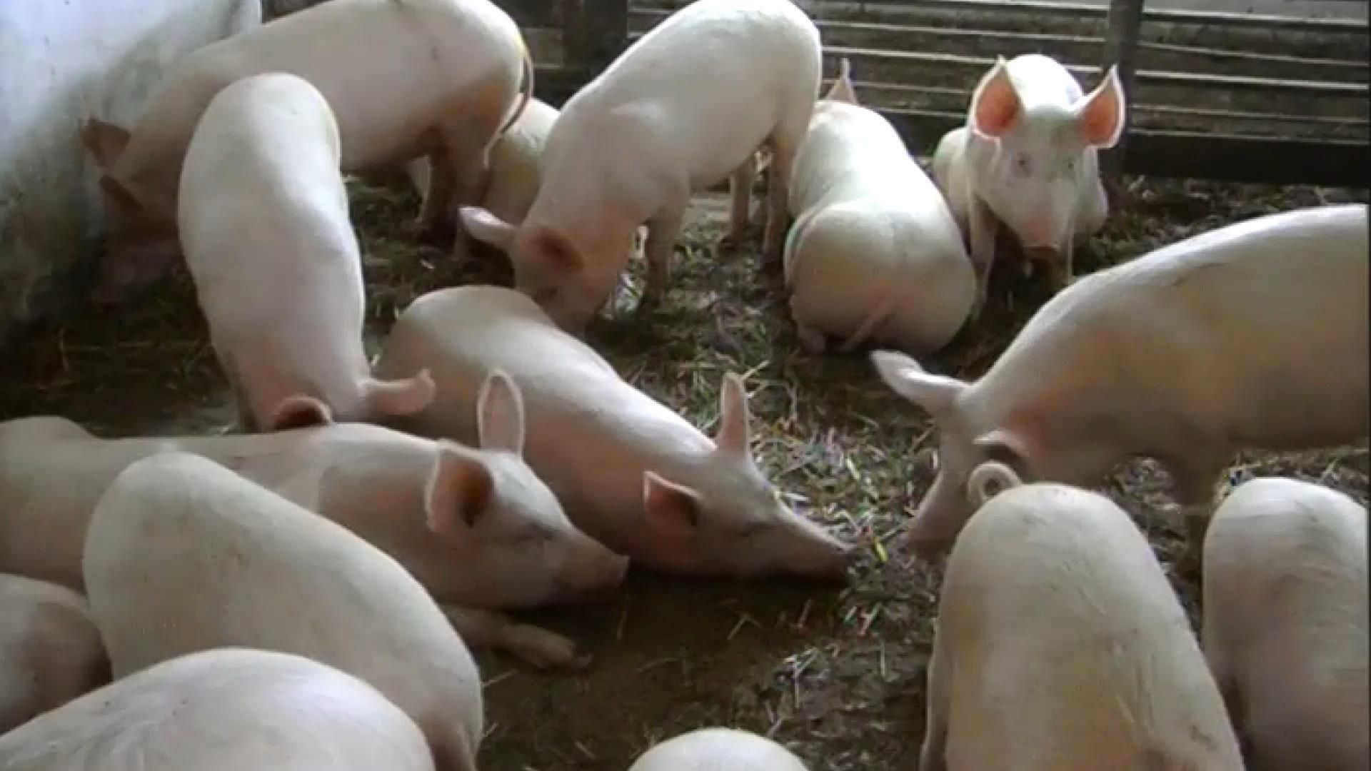 На Киевщине зафиксировали новую вспышку африканской чумы свиней