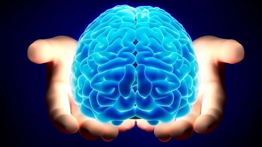 Британские ученые вырастили человеческий мозг в лаборатории