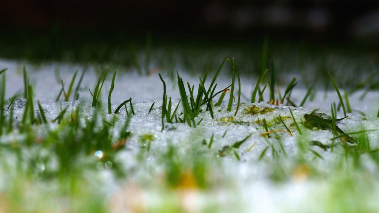 Курьез дня: в России косят траву под снегом