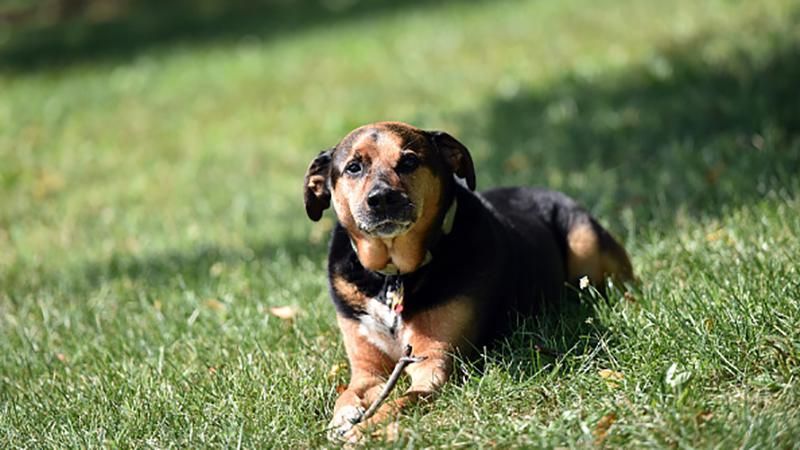 До 17 градусів тепла спостерігатиметься в Україні До 17 градусів тепла спостерігатиметься в Україні