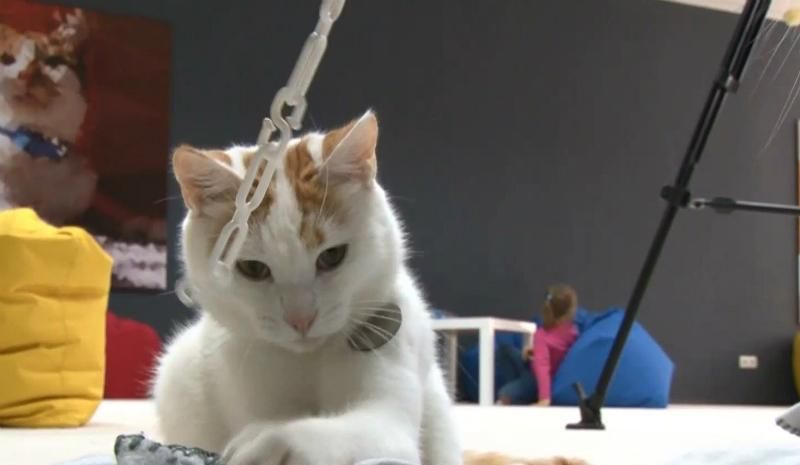 Как животные с физическими недостатками находят новый дом в Черкассах Как животные с физическими недостатками находят новый дом в Черкассах