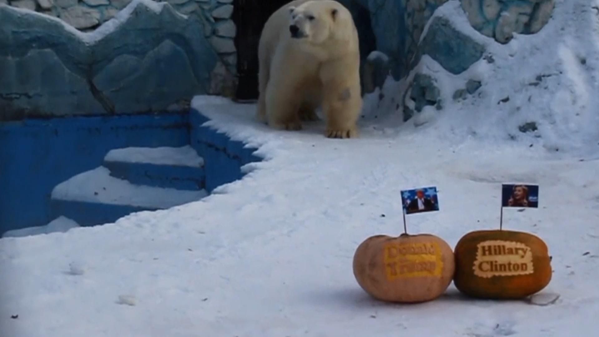 Сибирский медведь предсказал нового президента США Сибирский медведь предсказал нового президента США