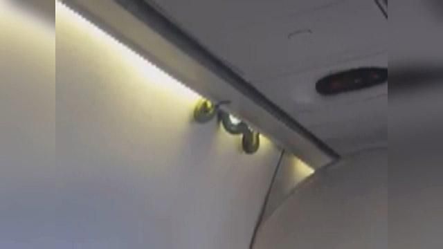 Самолет совершил вынужденную посадку из-за змеи, которая заползла в салон Самолет совершил вынужденную посадку из-за змеи, которая заползла в салон