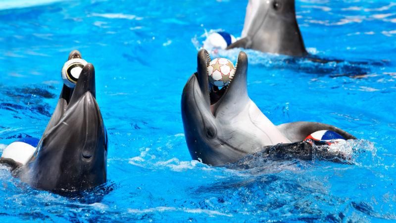 В дельфінів облазить шкіра і зникає зір, – екологи про утримання тварин в київському "Немо"