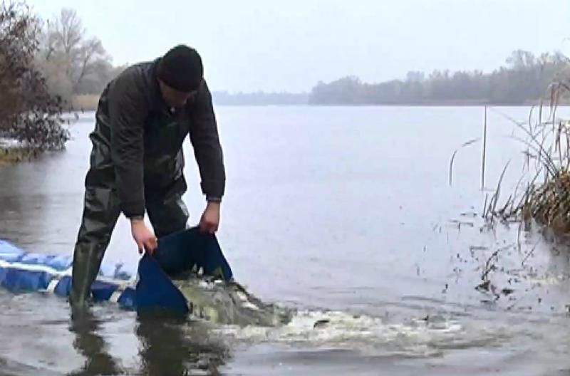 У Дніпро випустять мільйон маленьких риб