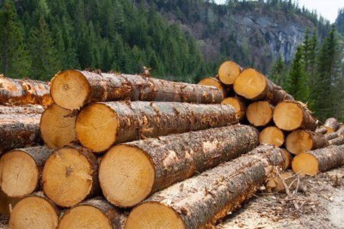 Мораторий на экспорт древесины не эффективен для решения проблемы нелегальных вырубок, – Суттер
