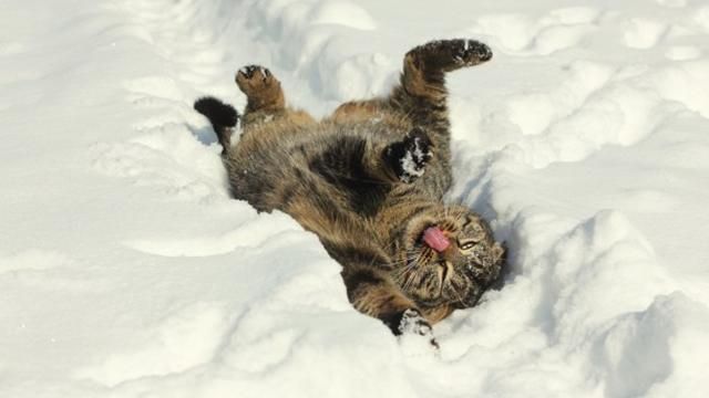 В Украину идут морозы и сильные снегопады В Украину идут морозы и сильные снегопады