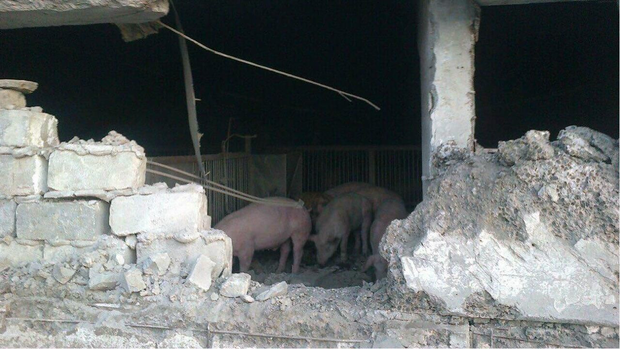 Ці тварюки вже зі свинями воюють, – Аброськін прокоментував смертоносну атаку терористів Ці тварюки вже зі свинями воюють, – Аброськін прокоментував смертоносну атаку терористів