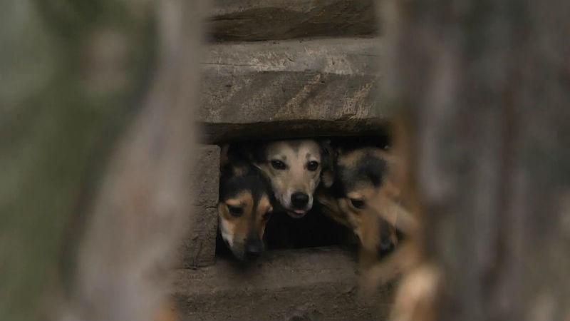 Волонтеры просят помощи в обустройстве приюта для собак в Киевской области