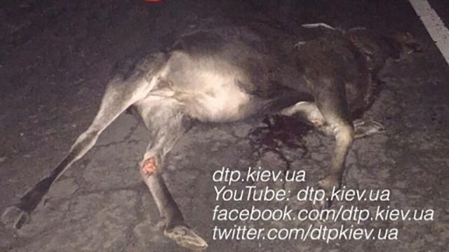 ДТП під Києвом: авто вбило лося ДТП під Києвом: авто вбило лося