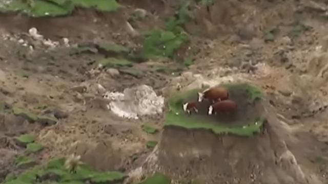 Неймовірне спасіння: три корови дивом врятувались від землетрусу в Новій Зеландії