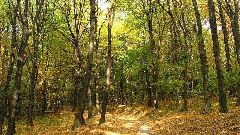 У сына Пшонки отобрали 15 тыс гектаров леса У сына Пшонки отобрали 15 тыс гектаров леса