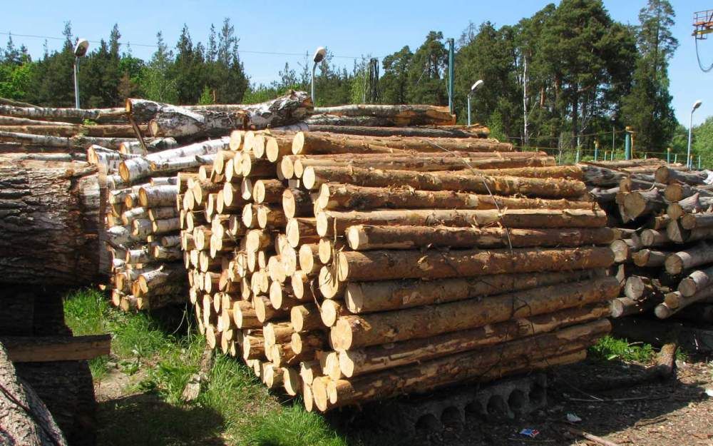Вместо "древесного моратория" нужна национальная программа развития лесного хозяйства, – Суттер