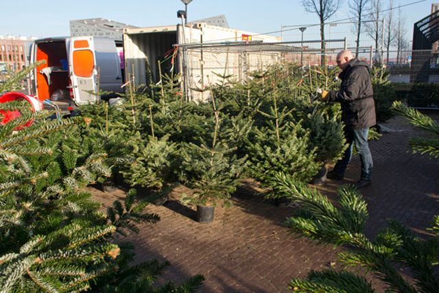 На елочных браконьеров будут охотиться рейдовые бригады На елочных браконьеров будут охотиться рейдовые бригады
