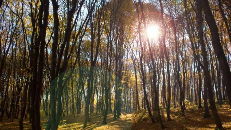 Після морозів і хуртовин в Україну йде потепління