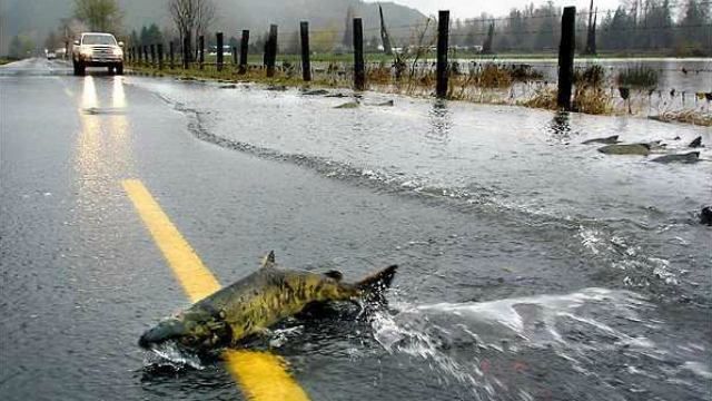 Обережно, риби на дорозі! – дивна аномалія у США