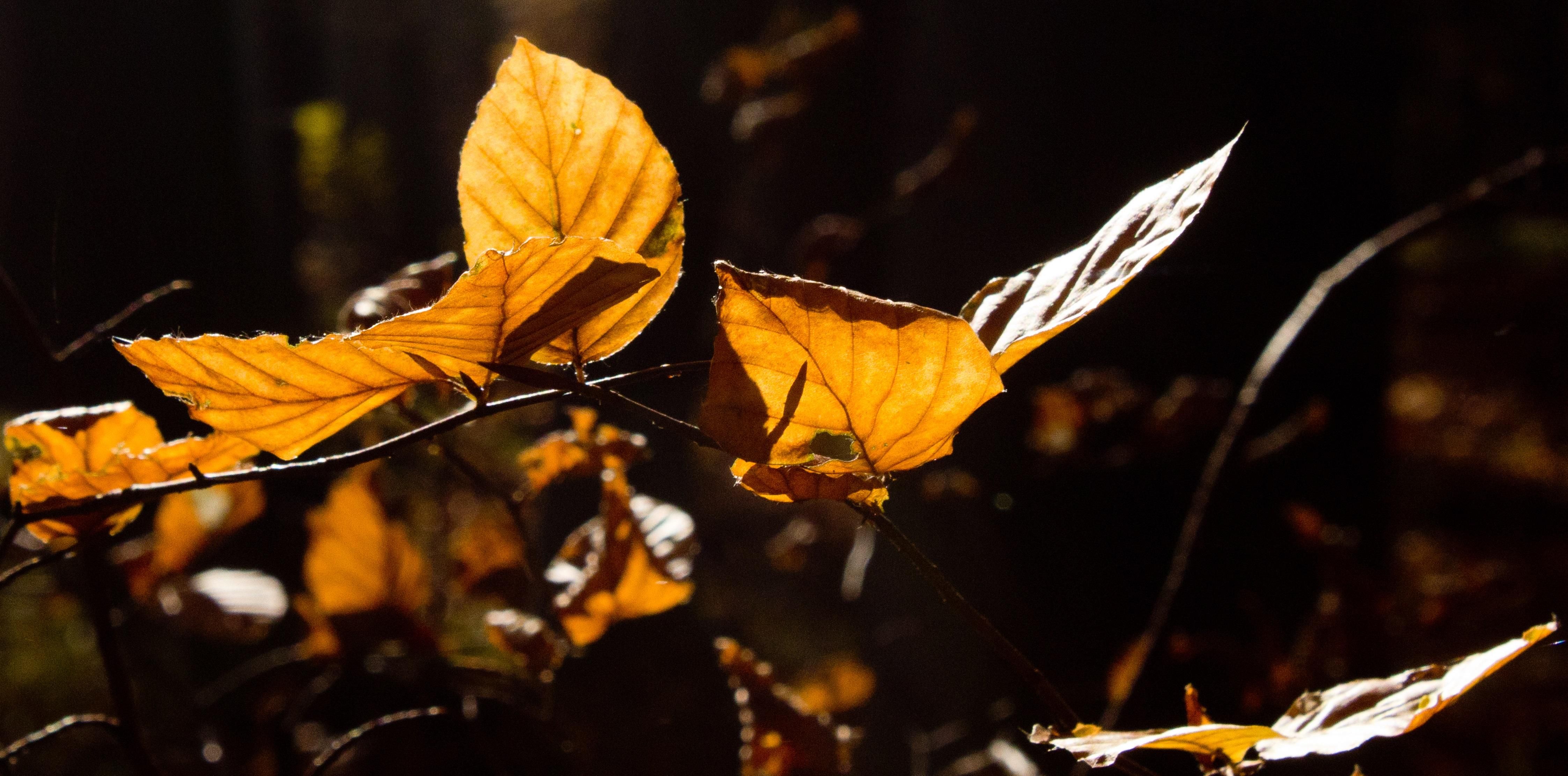 В Україну повертається тепло - 17 листопада 2016 - Телеканал новин 24 В Україну повертається тепло - 17 листопада 2016 - Телеканал новин 24