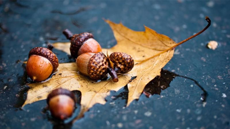 Погода ще потішить українців теплом Погода ще потішить українців теплом