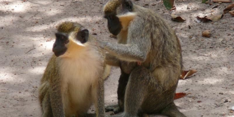 В Ливии разгорелась межплеменная война из-за обезьяны В Ливии разгорелась межплеменная война из-за обезьяны