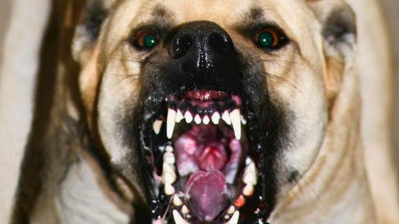 Шокуюча смерть. Молодого хлопця загризли собаки Шокуюча смерть. Молодого хлопця загризли собаки