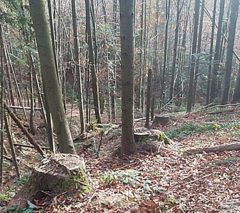 Хто "випадково" вирубав на Закарпатті лісів на 1 мільйон гривень
Хто "випадково" вирубав на Закарпатті лісів на 1 мільйон гривень