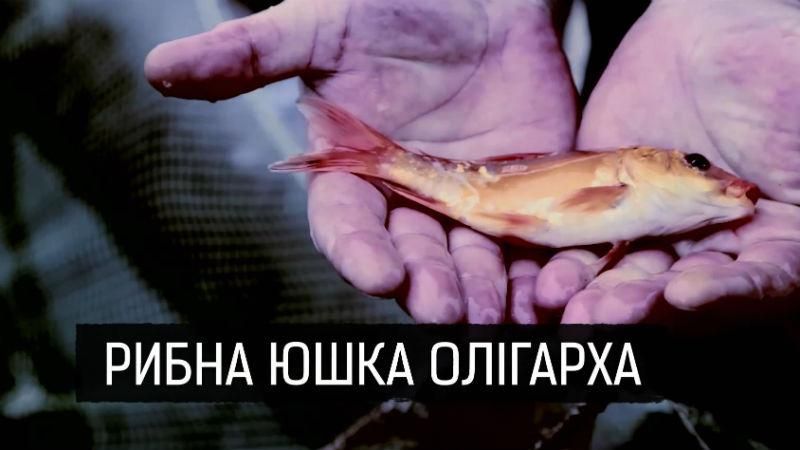 Как из-за предприятия Ахметова в водохранилище заживо сварилась рыба: расследование
