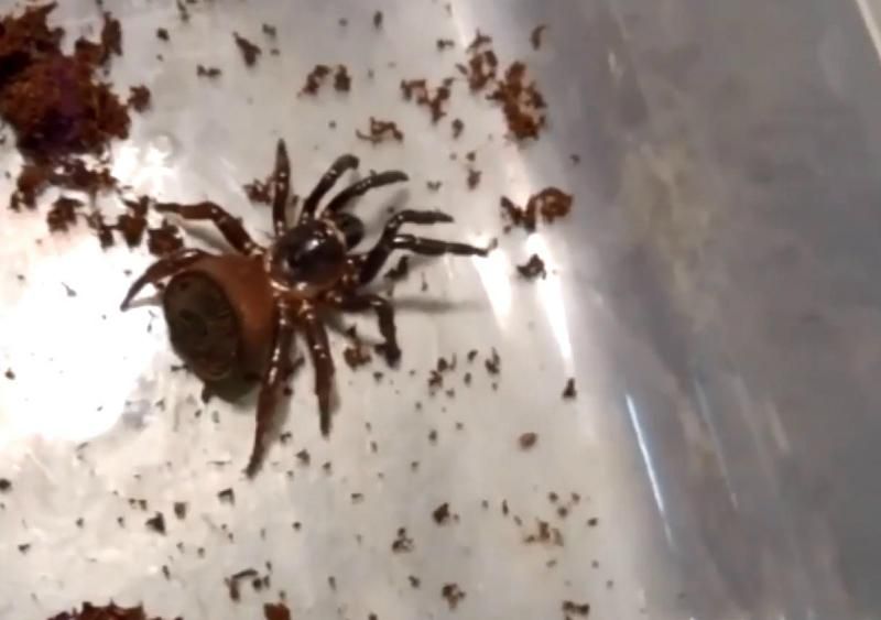 Китайський фермер продає надзвичайно рідкісного павука
Китайський фермер продає надзвичайно рідкісного павука