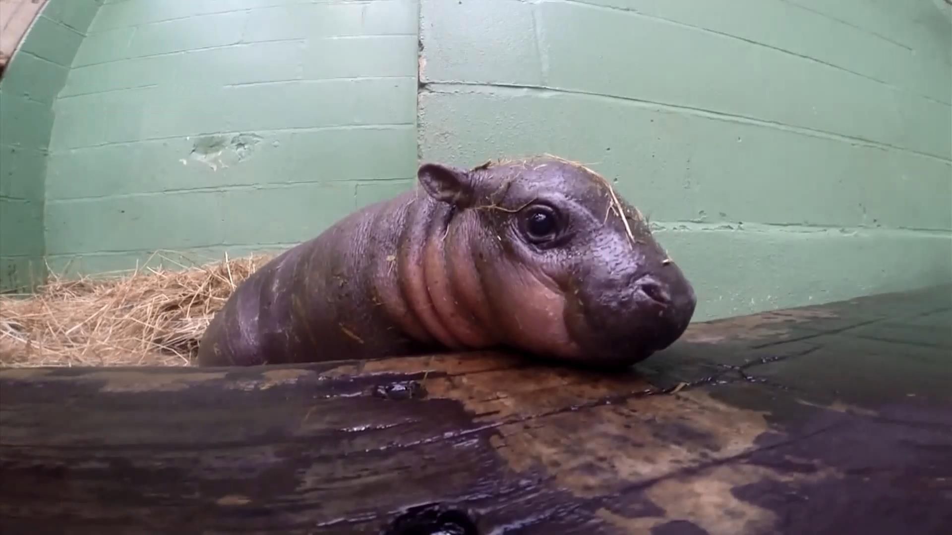 Дуже рідкісна тварина народилась в Британії Дуже рідкісна тварина народилась в Британії