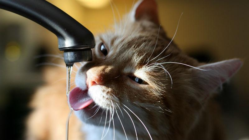 Як значно скоротити витрати на гарячу і холодну воду: 10 дієвих порад