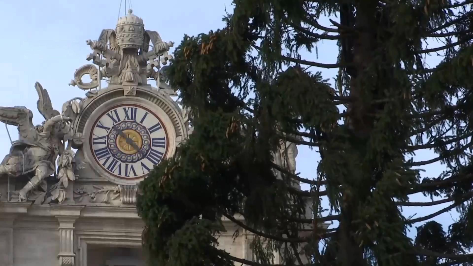 Різдвяну ялинку, яку прикрасять тисячами вогнів, встановили в Ватикані Різдвяну ялинку, яку прикрасять тисячами вогнів, встановили в Ватикані