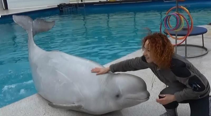 Как живется дельфинам в Крыму после прихода оккупационных властей
Как живется дельфинам в Крыму после прихода оккупационных властей