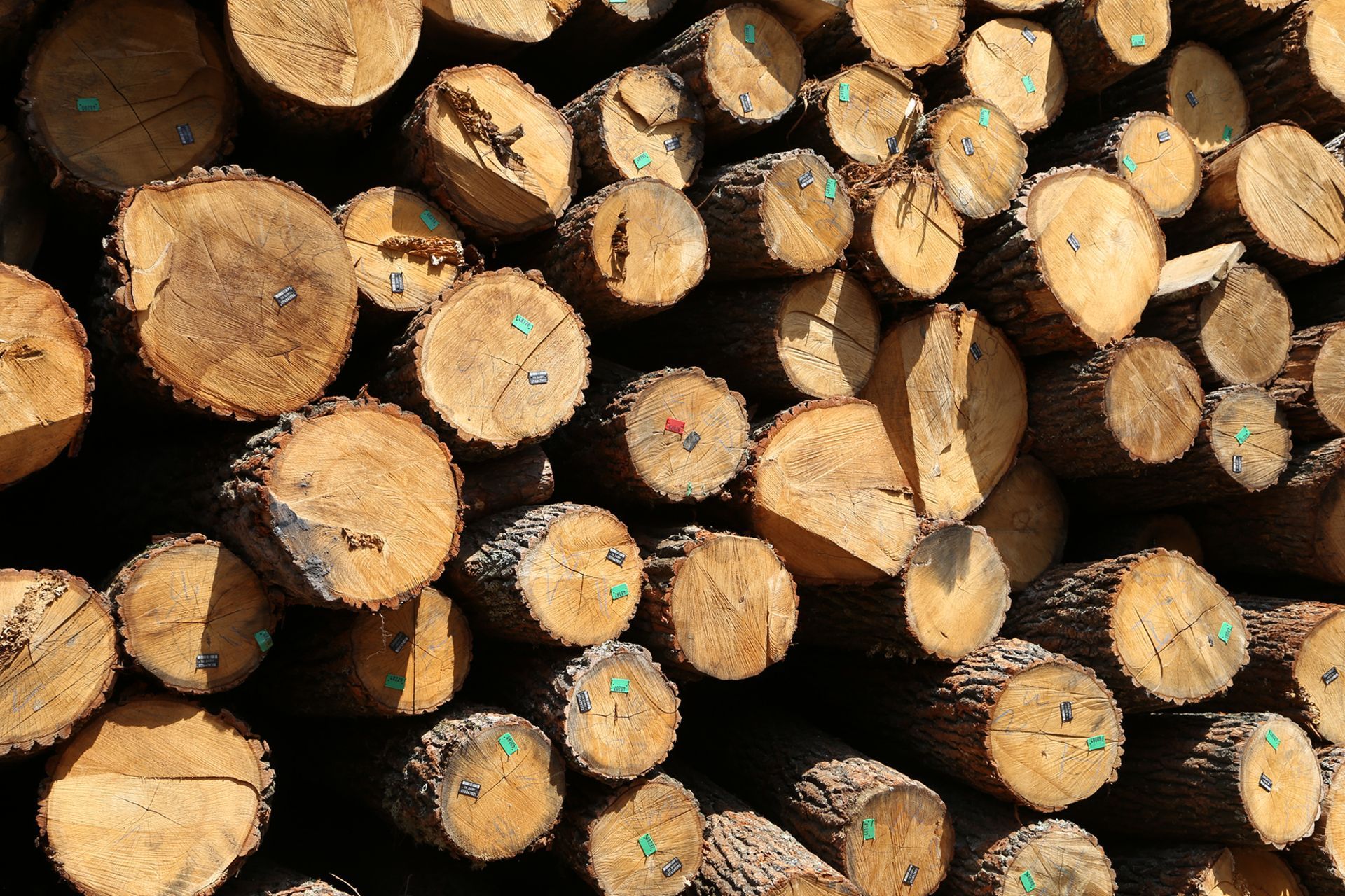Експерт назвав чотири кроки, які вирішать проблему вирубки лісів