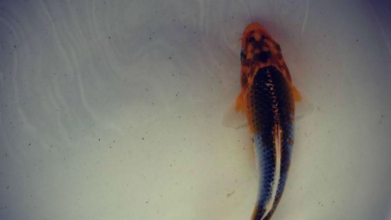 Каток с мертвой рыбой шокировал жителей Японии Каток с мертвой рыбой шокировал жителей Японии