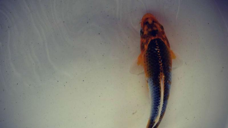 Каток с мертвой рыбой шокировал жителей Японии