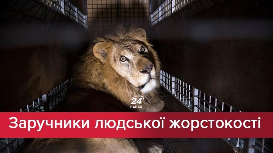 Жорстокість заради розваги: чому українці протестують проти тварин у цирках