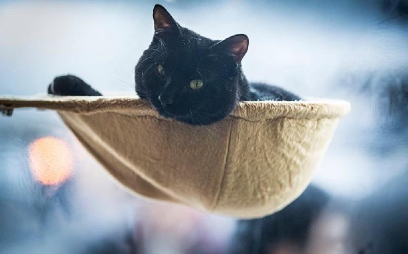 Топ-9 фактов о кошках, о которых вы вряд ли знали