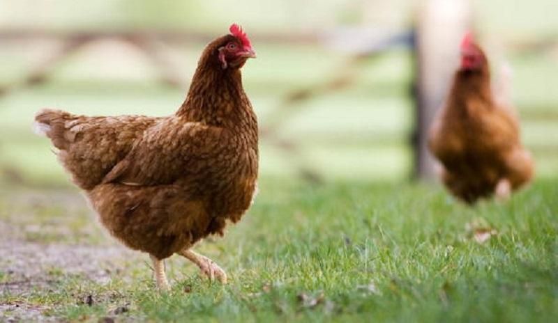 В Україну повернувся пташиний грип В Україну повернувся пташиний грип