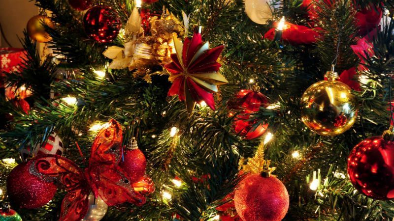 Лісова красуня. В мережі опублікували перше фото головної новорічної ялинки України Лісова красуня. В мережі опублікували перше фото головної новорічної ялинки України