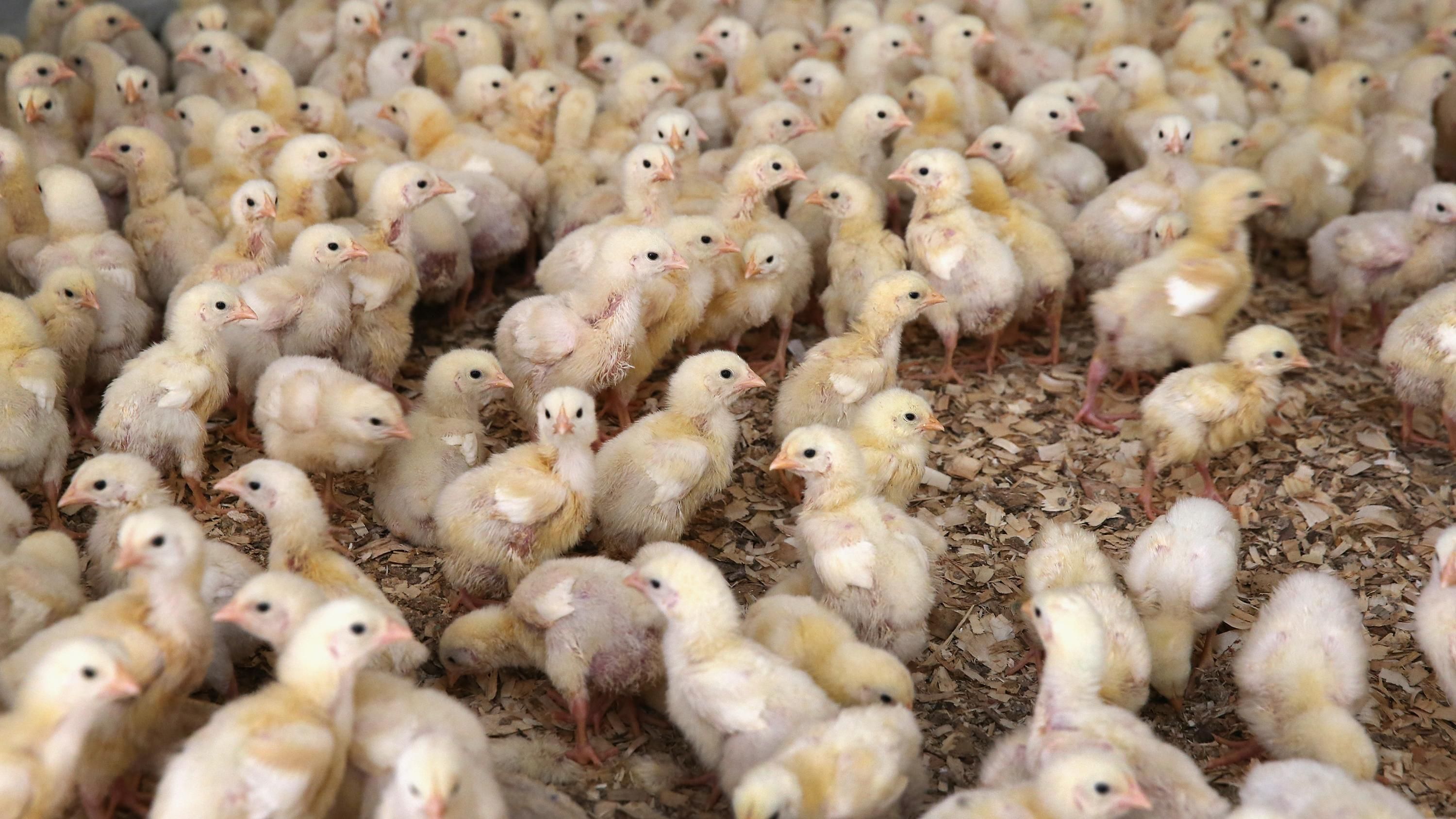 ЄС заборонив українську птицю через грип ЄС заборонив українську птицю через грип