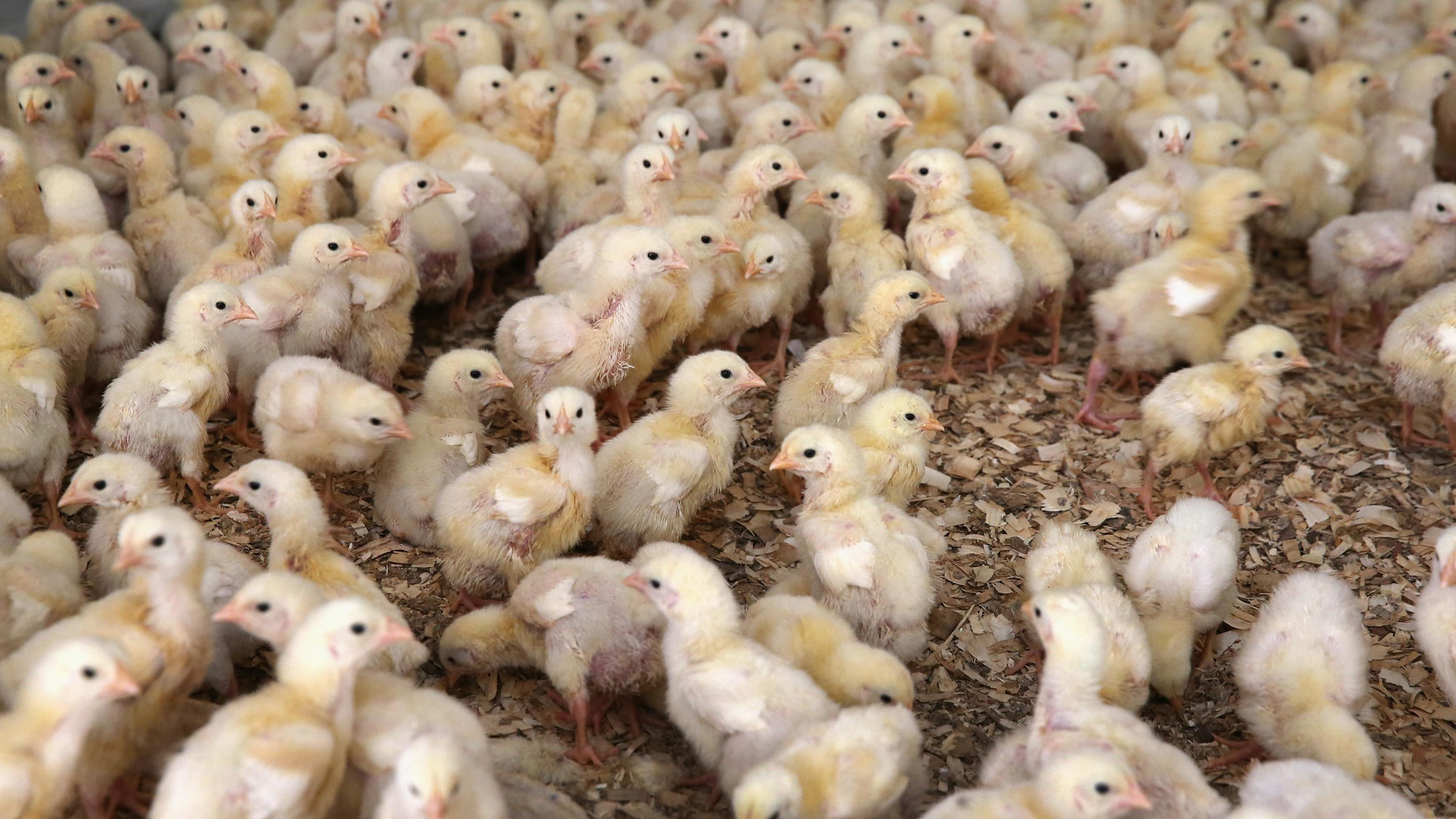 ЕС запретил украинскую птицу из-за гриппа